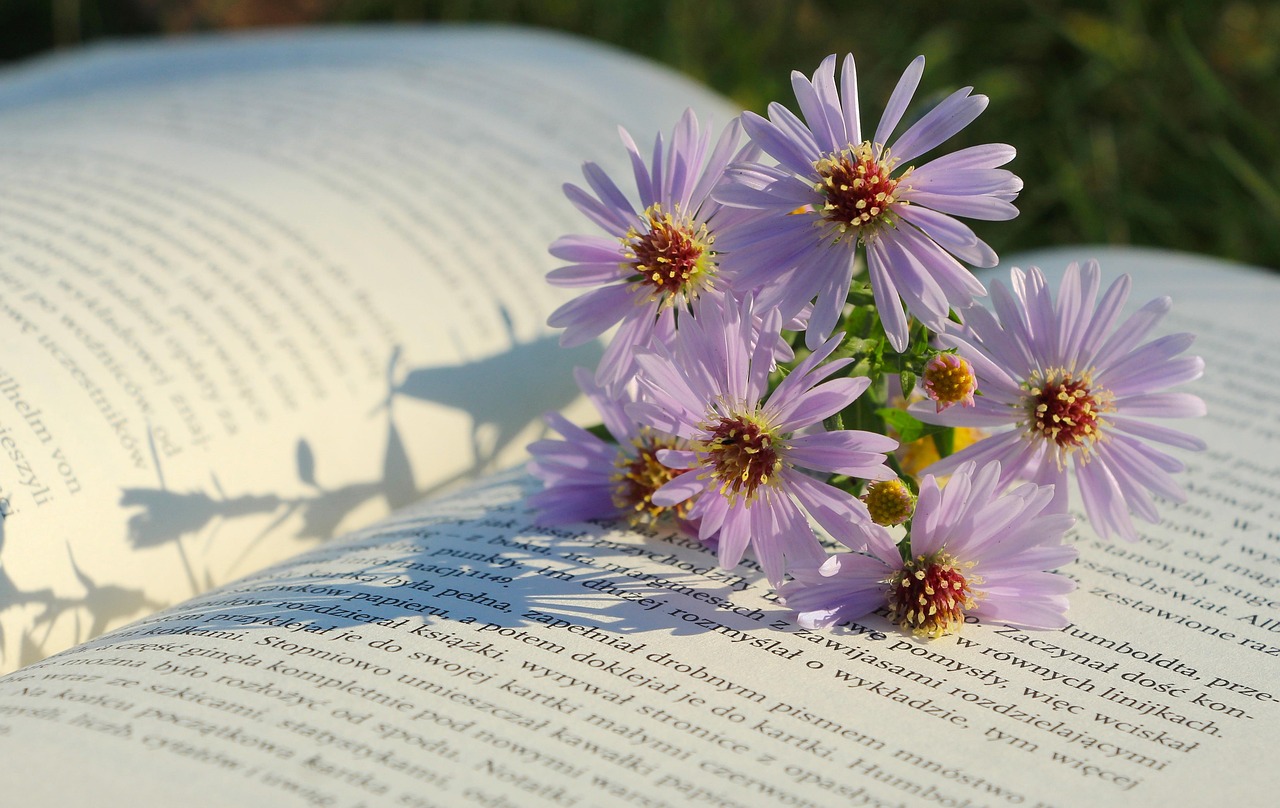 flowers, beautiful flowers, asters, flower background, nature, flower wallpaper, book
